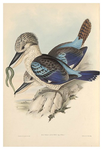 014-Martin pescador-The Birds of Australia  1848-John Gould- National Library of Australia Digital Collections