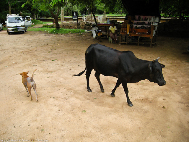 Собака и корова