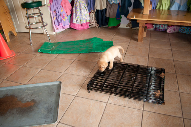picture of a puppy walking over a folded up puppy pen there is a metal pan and a green tarp near by  for them to walk over also