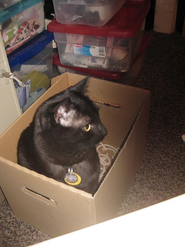 shadow in his box