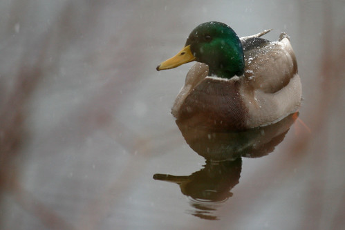 ducks 054 (2)