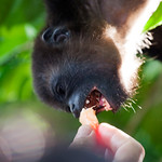 Yucatan Monkey Encounter