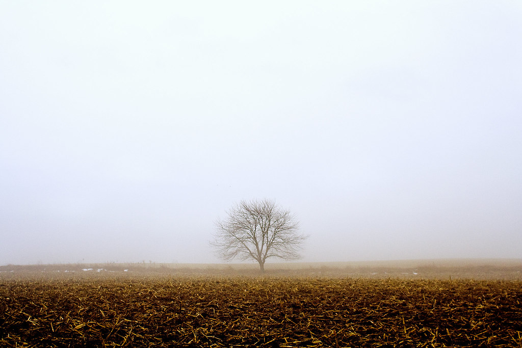 Tree in corn field with fog