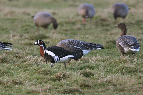 Red-breasted Goose Staynall