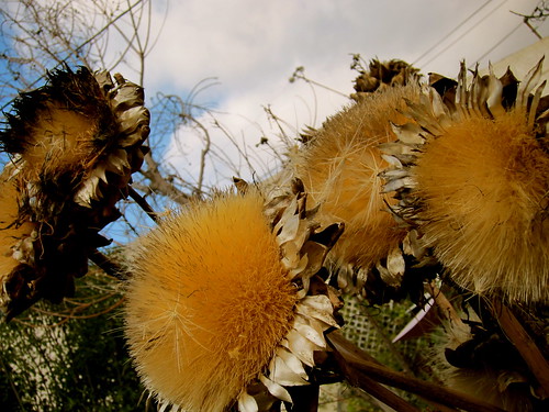 Dried artichoke booms - winter garden