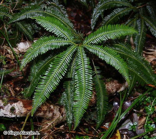 Hbito del helecho yerba loza (<i>Gleichenia quadripartita</i>) creciendo bajo bosque en el Parque Nacional Alerce Andino, Regin de Los Lagos.