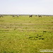 Animals around Mara, Kenya