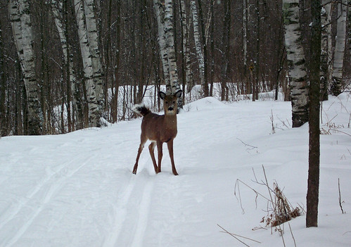 Deer on Ski Trail