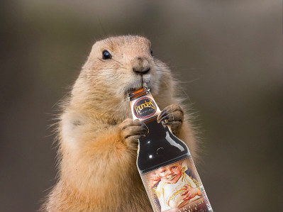 groundhog-beer
