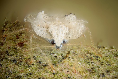 Sycamore Lace Bug