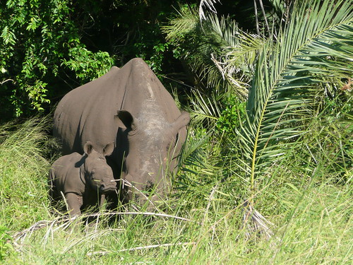 Rhinos in Cape Vidal
