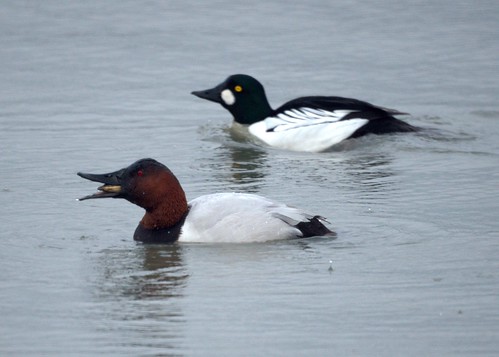 Common Goldeneye and Canvasback