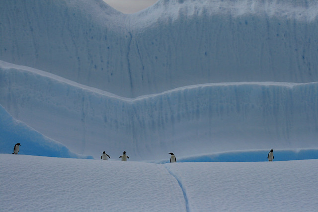 Gentoo penguins on an iceberg in the Gerlach Strait, Antarctica