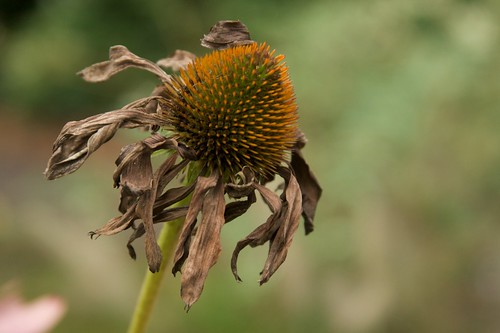 Echinacea seedhead autumn