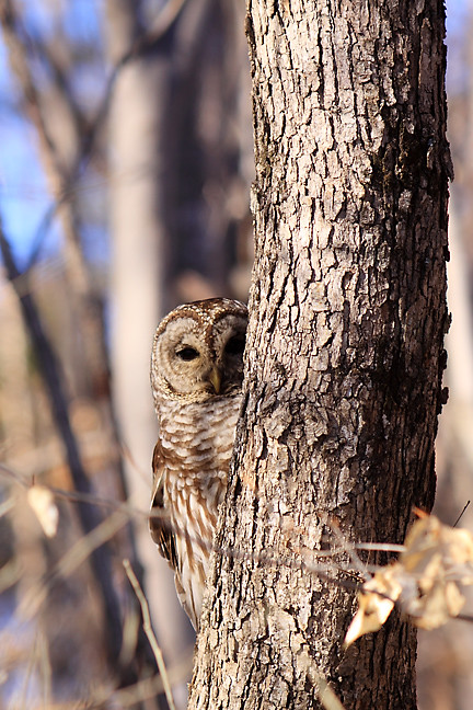 barred owl, lilly, peeks around tree trunk