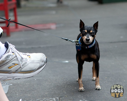 Mini Doberman by Spot Dogs NYC