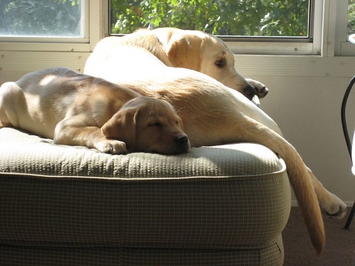Mojo and Babe - yellow Labrador Retrievers