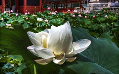 Pretty White Lotus