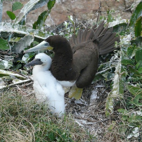 Brown Booby with chick