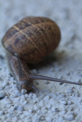 Snail on Stucco