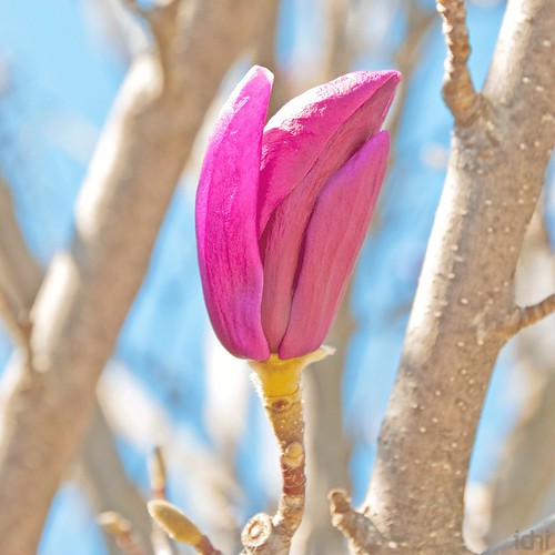 Magnolia iaia.imma III