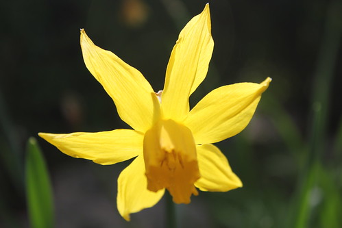 Sun Filled Daffodil