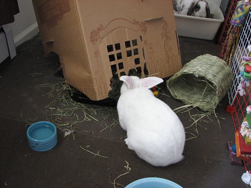 gus tries to eat his hay