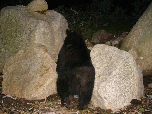 bear back