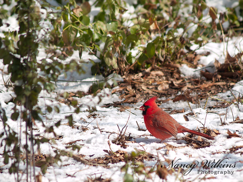 41/365 I love cardinals