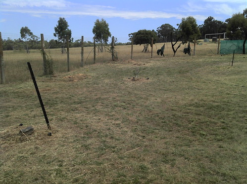 orchard after mowing 2011-02-03_14-23-28_282