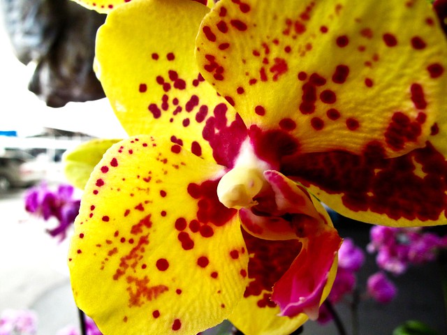 IMG_0659 Orchid ,胡姬花