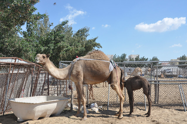 Camel souk-Doha-fev (18)