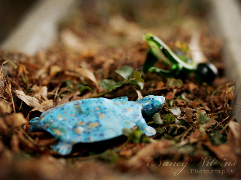 49/365 turtle & frog