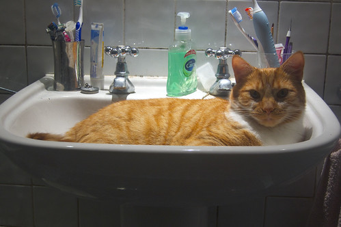 Casey In The Sink