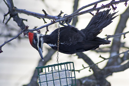 female pileated woodpecker