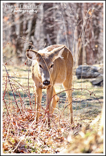 A Curious Whitetail Deer (read description)