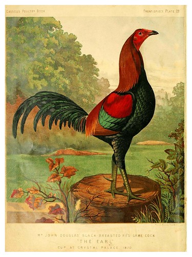 001--The illustrated book of poultry. With practical scheduals…1873-Lewis Wright