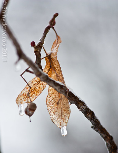Frozen Leaves and Berries