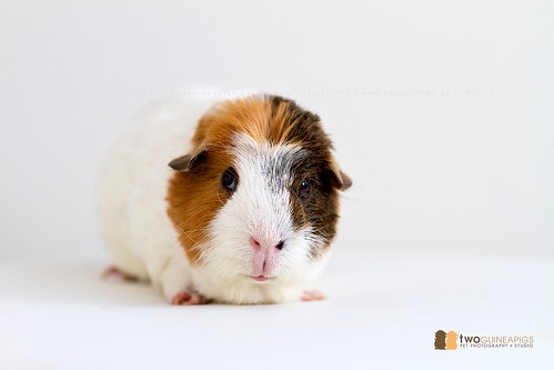 twoguineapigs pet photography | Wiggley, guinea pig portrait