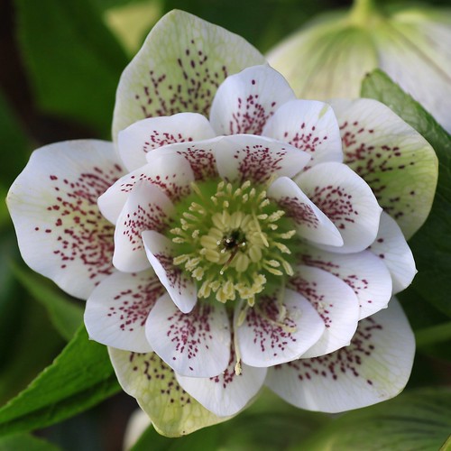 Helleborus orientalis – Lenten rose.