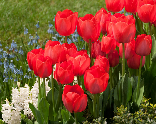Passionate Red Tulips backed by blue and white...