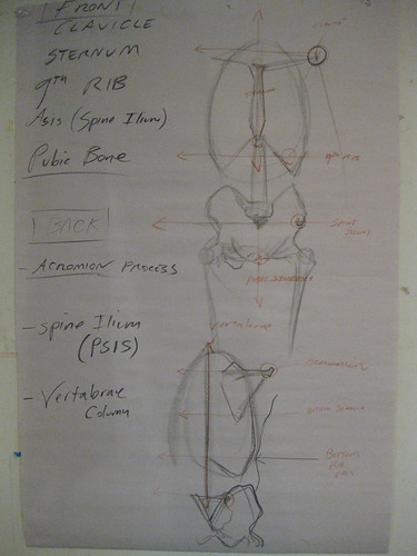 RLiberace Anatomy of Torso wkshop - Robs dwg 2