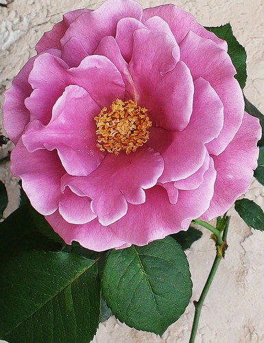 La rosa lila by alopez2006