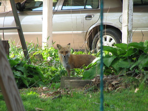 garden fox