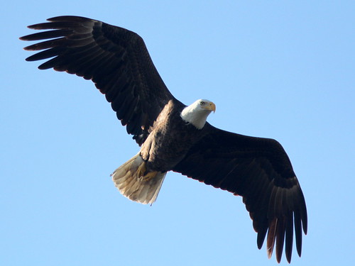 Bald Eagle male in flight 2-20110127