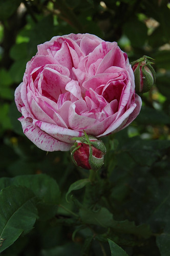 Rosa "Honorine de Brabant"