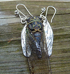 cicada wing earrings