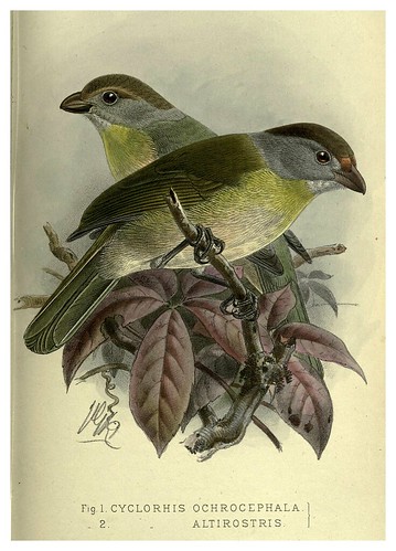 020-Alcaudon de pico agudo-Argentine ornithology…1888- William Henry Hudson y Philip Lutley Sclater