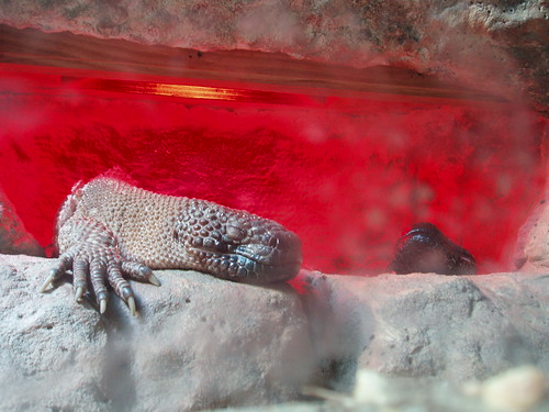 Mexican Beaded Lizards, Nashvile Zoo