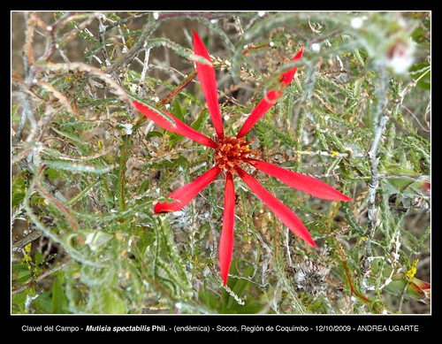 Detalle de la flor de Clavel del campo (<i>Mutisia spectabilis</i>) en Socos, Región de Coquimbo.